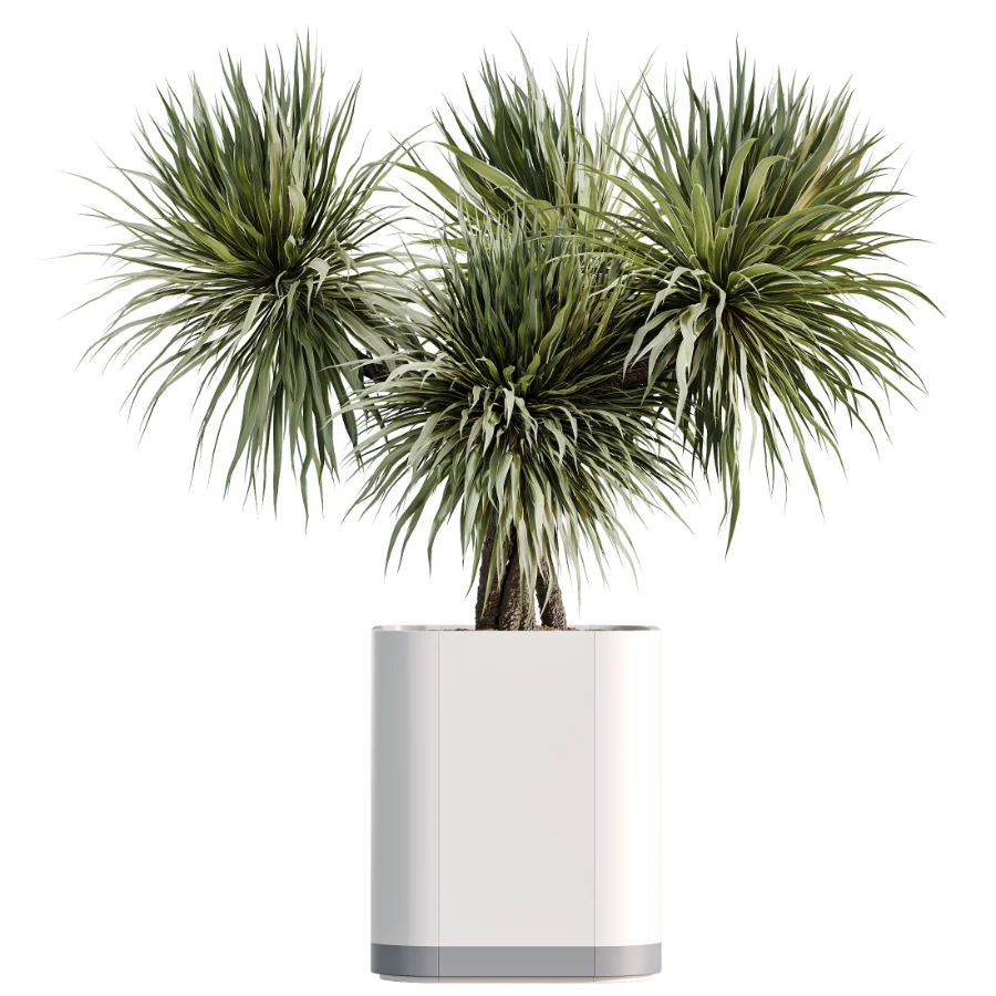 AV Indoor Plants Set 507 Yucca Banana Olive Orange Tree Schefflera Arboricola Image 6