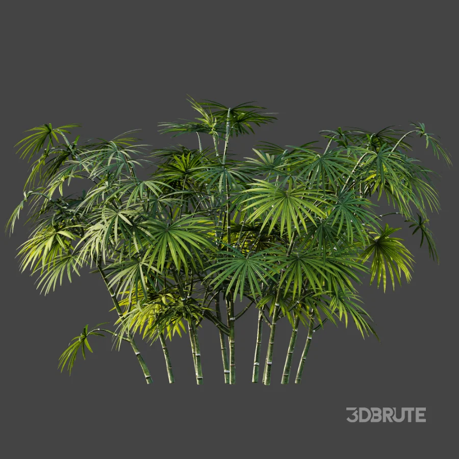 AV Plant Rhapis Excelsa Palm Bush 02 Image 4