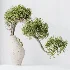 AV Indoor Plants Set 515 Dracaena Warneckii Banana Ficus Microcarpa Bonsai Lemon Tree - Thumbnail 5