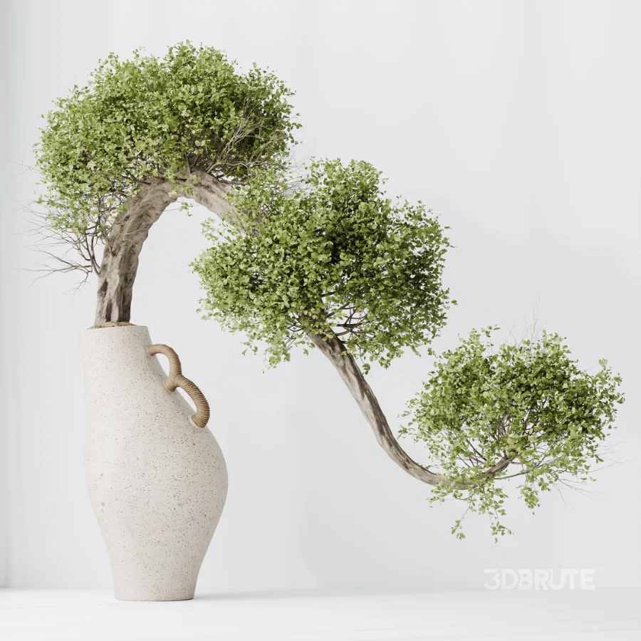 AV Indoor Plants Set 515 Dracaena Warneckii Banana Ficus Microcarpa Bonsai Lemon Tree Image 5