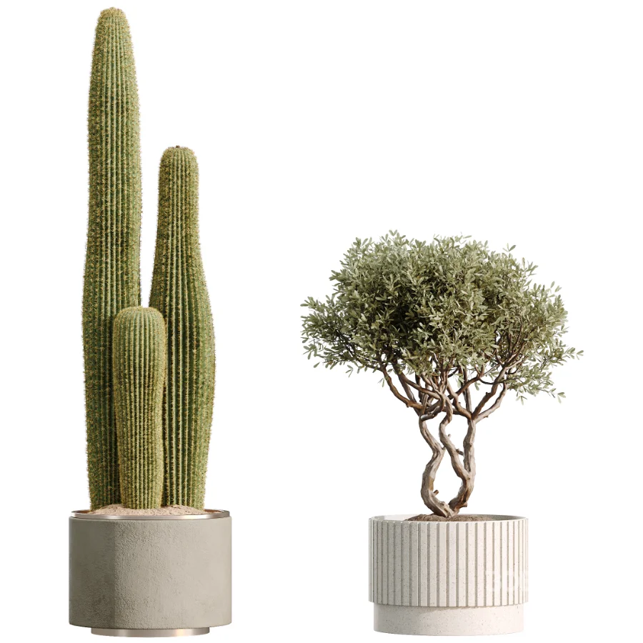 AV Indoor Plants Set 512 Olive Orange Tree Banana Cactus Echinocactus Yucca Image 6