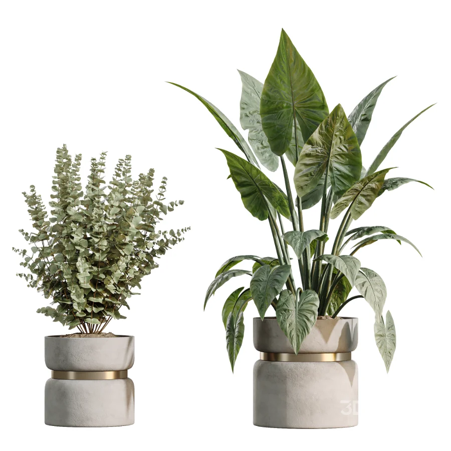 AV Indoor Plants Set 505 Alocasia Elefantenohr Eucalyptus Bouquet Olive Ficus Image 6