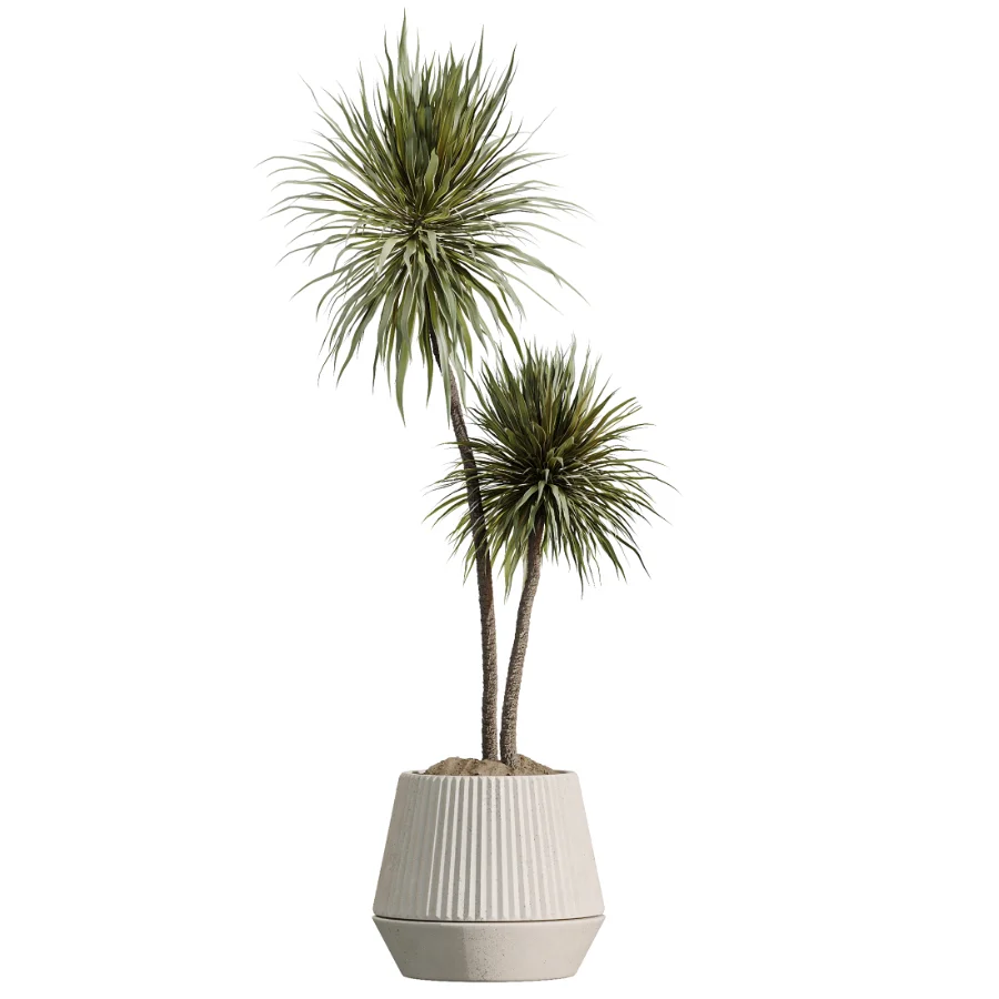AV Indoor Plants Set514 Olive Banana Yucca Calathea Lutea Zamioculcas Zamiifolia Image 4