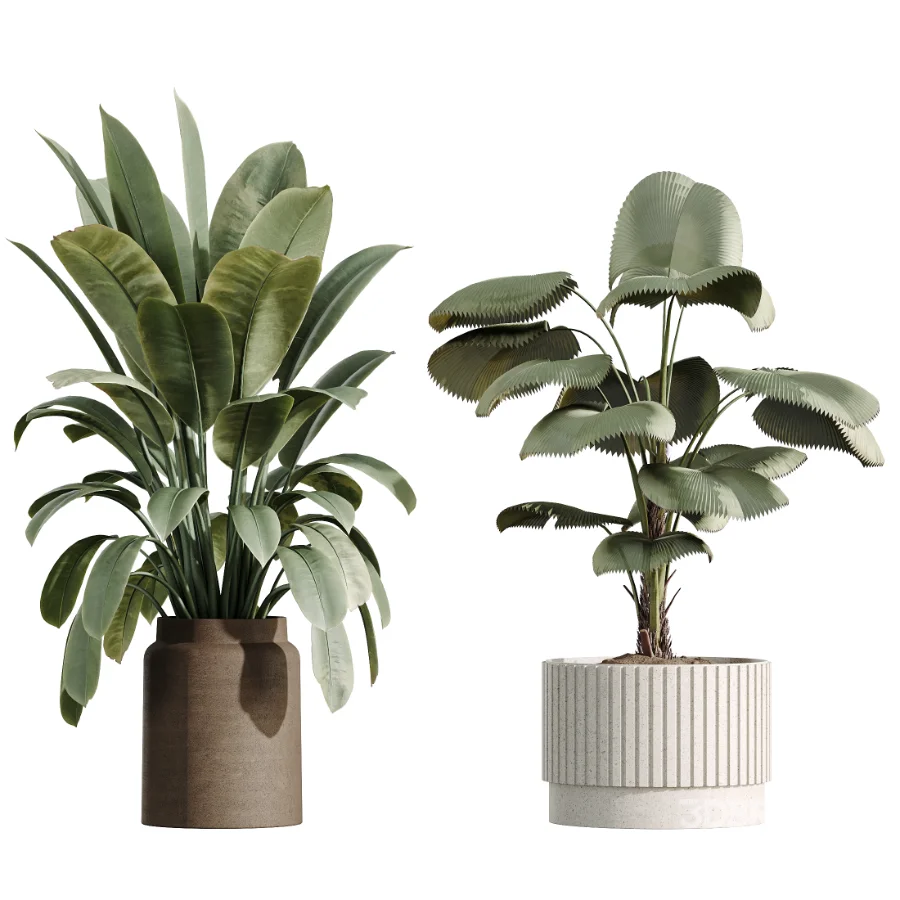 AV Indoor Plants Set 516 Licuala Palm Ficus Marginata Yucca and Olive Ficus Image 6