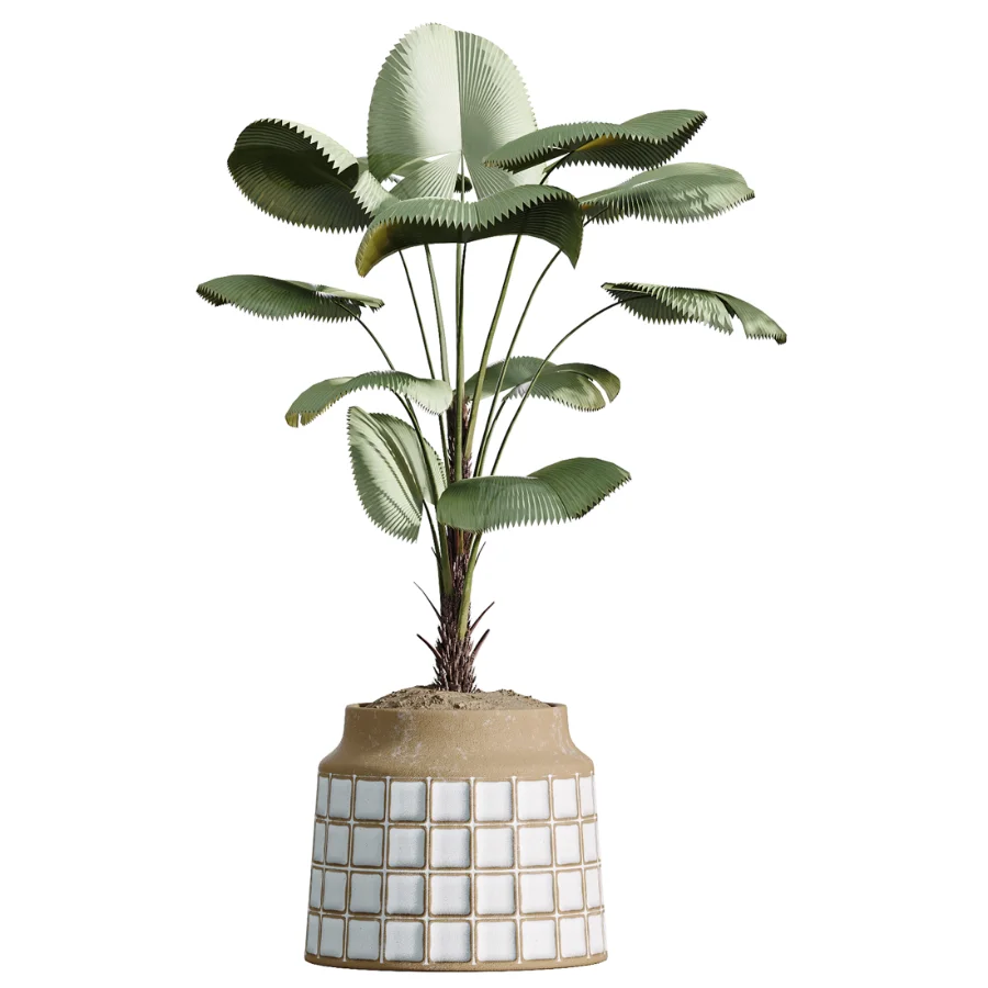 AV Indoor Plants Set 509 Licuala Palm Olive Ficus Binnendijkii Drupifera Areca Palm Image 4