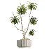 AV Indoor Plants Set 513 Aloe Vera Elegant Monstera Alnus Ficus Areca Palm - Thumbnail 4