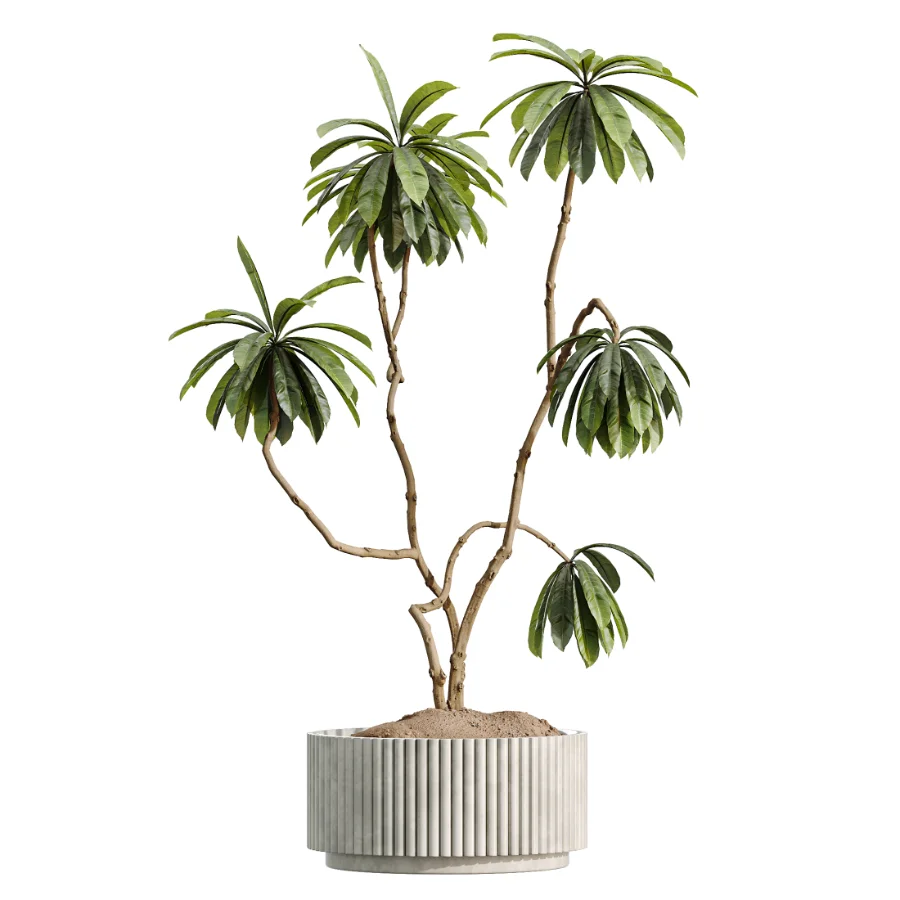 AV Indoor Plants Set 513 Aloe Vera Elegant Monstera Alnus Ficus Areca Palm Image 4