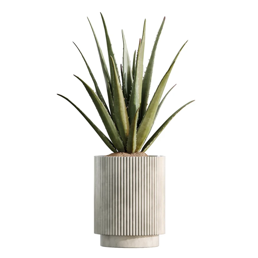 AV Indoor Plants Set 513 Aloe Vera Elegant Monstera Alnus Ficus Areca Palm Image 2