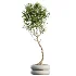 AV Indoor Plants Set 517 Ficus Coconut Palm Ficus Elastica Olive Eucalyptus - Thumbnail 4