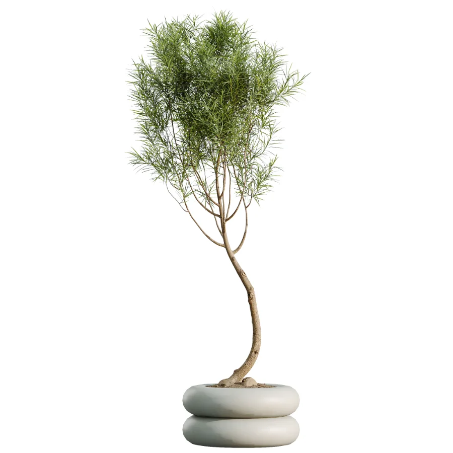 AV Indoor Plants Set 517 Ficus Coconut Palm Ficus Elastica Olive Eucalyptus Image 4