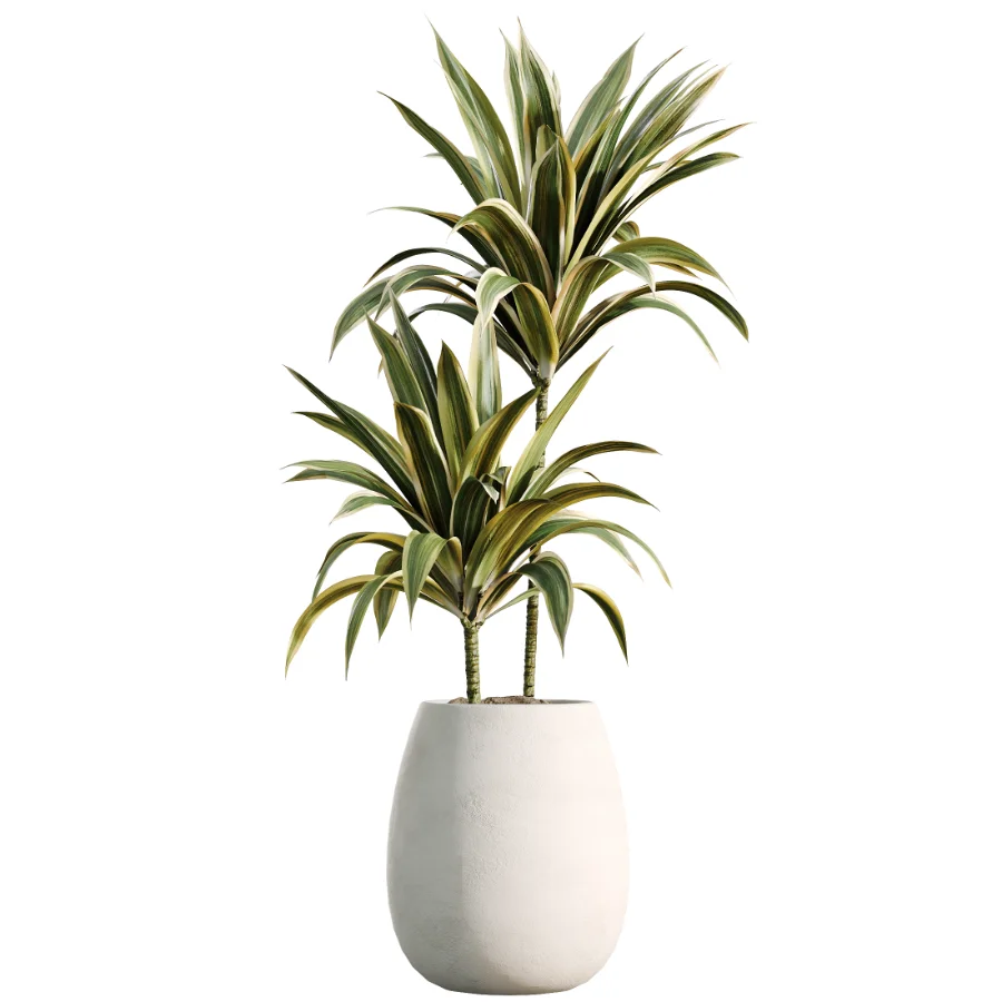 AV Indoor Plants Set 515 Dracaena Warneckii Banana Ficus Microcarpa Bonsai Lemon Tree Image 6