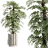 AV Indoor Plants Set 513 Aloe Vera Elegant Monstera Alnus Ficus Areca Palm - Thumbnail 5