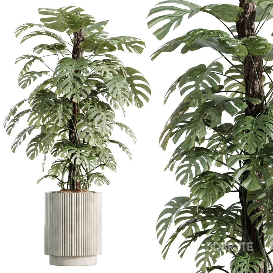AV Indoor Plants Set 513 Aloe Vera Elegant Monstera Alnus Ficus Areca Palm Image 5
