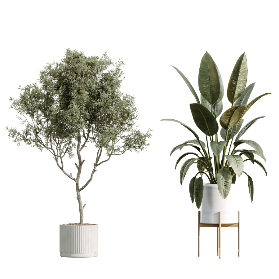 AV Indoor Plants Set 504 Ficus Elastica Olive Ficus lyrata Cactus Euphorbia Image 6
