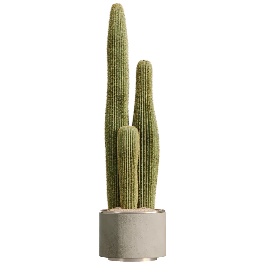 AV Indoor Plants Set 512 Olive Orange Tree Banana Cactus Echinocactus Yucca Image 5