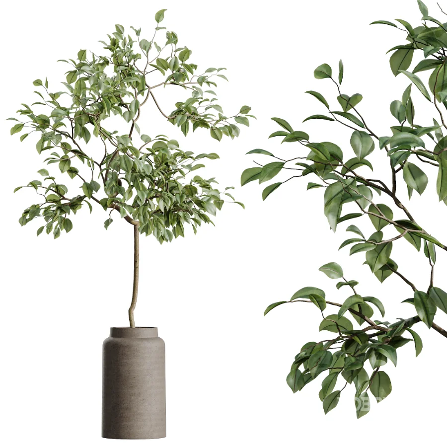 AV Indoor Plants Set 516 Licuala Palm Ficus Marginata Yucca and Olive Ficus Image 4