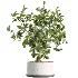 AV Indoor Plants Set 510 Yucca Briful Pachira Banana Olive - Thumbnail 4
