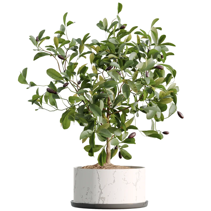 AV Indoor Plants Set 510 Yucca Briful Pachira Banana Olive Image 4