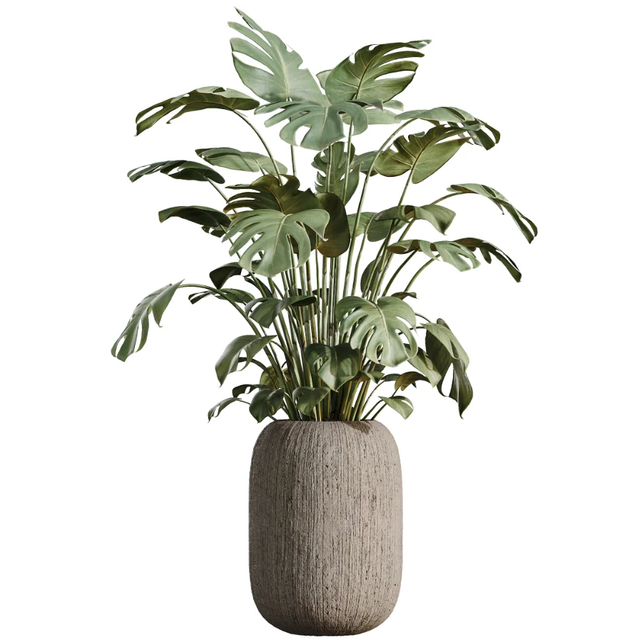 AV Indoor Plants Set 511 Olive Ficus microcarpa Rhapis Palm Giant Monstera Image 8