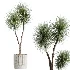 AV Indoor Plants Set 516 Licuala Palm Ficus Marginata Yucca and Olive Ficus - Thumbnail 5