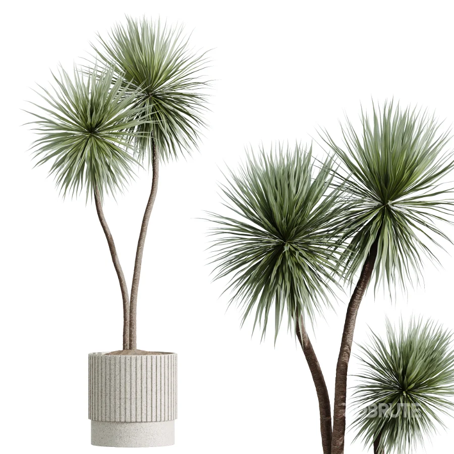 AV Indoor Plants Set 516 Licuala Palm Ficus Marginata Yucca and Olive Ficus Image 5