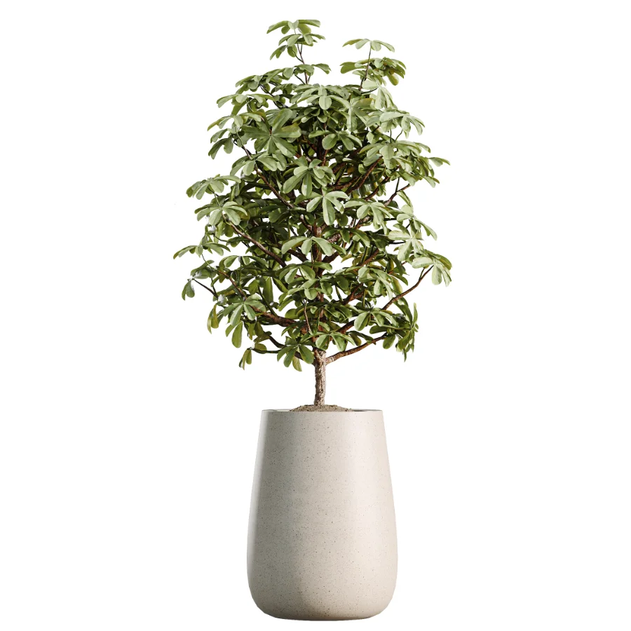 AV Indoor Plants Set 507 Yucca Banana Olive Orange Tree Schefflera Arboricola Image 2