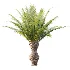 AV Plant Phoenix Canariensis Palm Tree 03 - Thumbnail 2