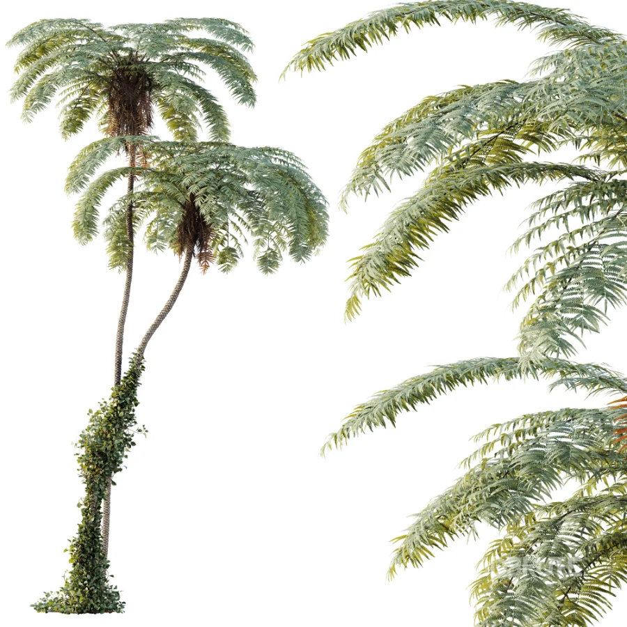 AV Plant Sphaeropteris Lepifera Palm Tree 02 Image 1