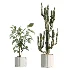 AV Indoor Plants Set 504 Ficus Elastica Olive Ficus lyrata Cactus Euphorbia - Thumbnail 8