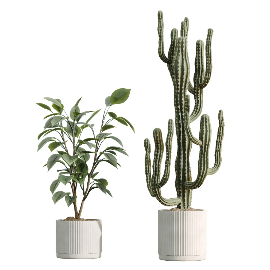 AV Indoor Plants Set 504 Ficus Elastica Olive Ficus lyrata Cactus Euphorbia Image 8