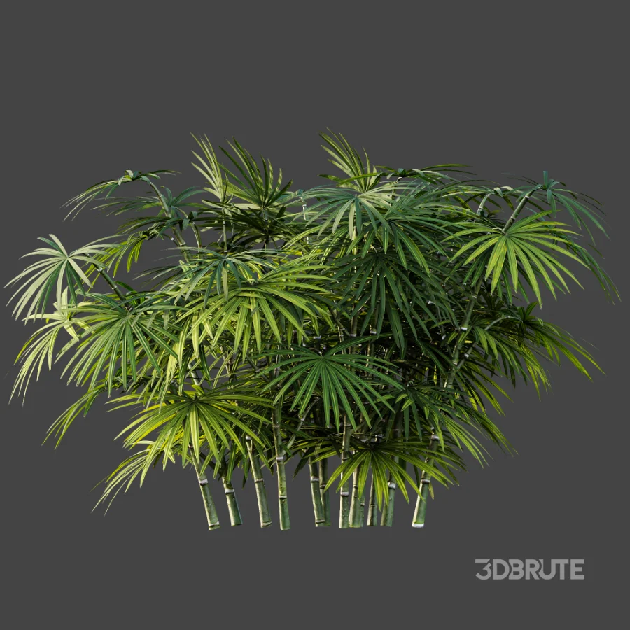 AV Plant Rhapis Excelsa Palm Bush 02 Image 5