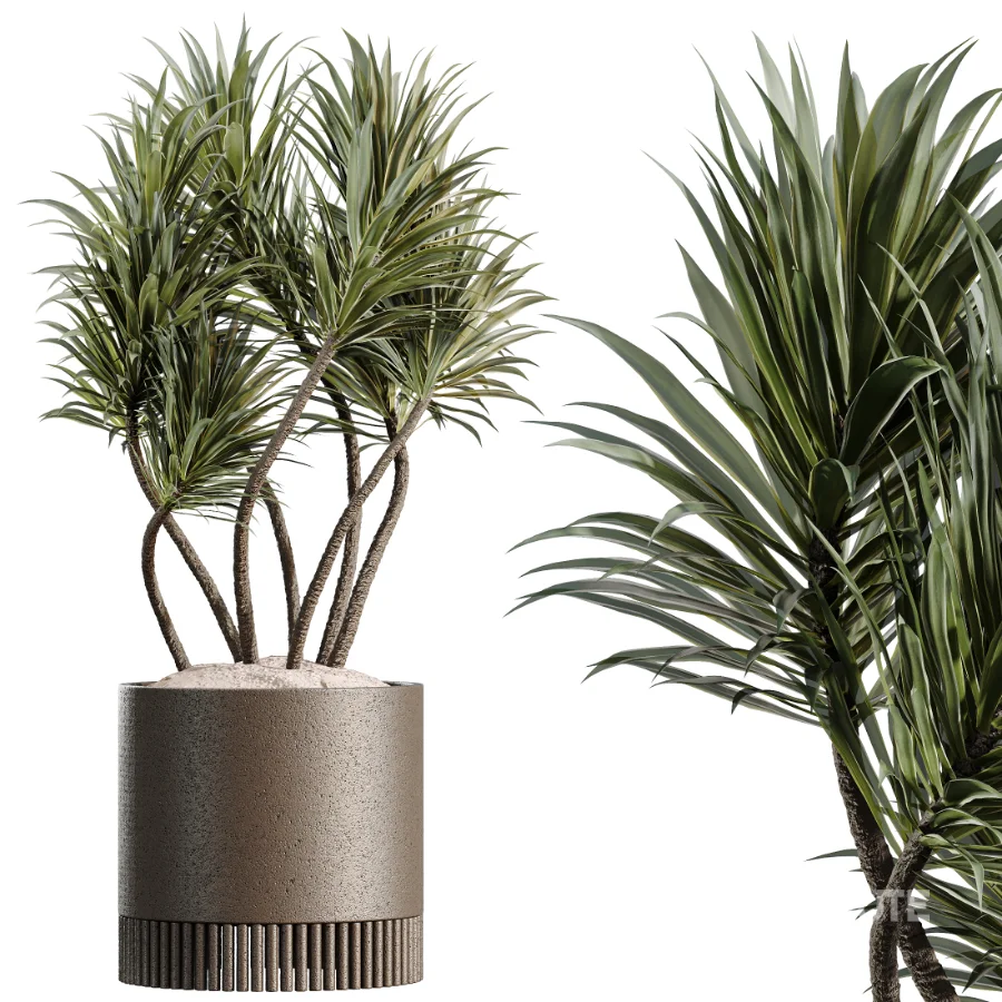 AV Indoor Plants Set 508 Yucca Ficus microcarpa Calathea Lutea Sansevieria Olive Image 4