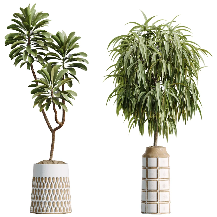AV Indoor Plants Set 509 Licuala Palm Olive Ficus Binnendijkii Drupifera Areca Palm Image 7