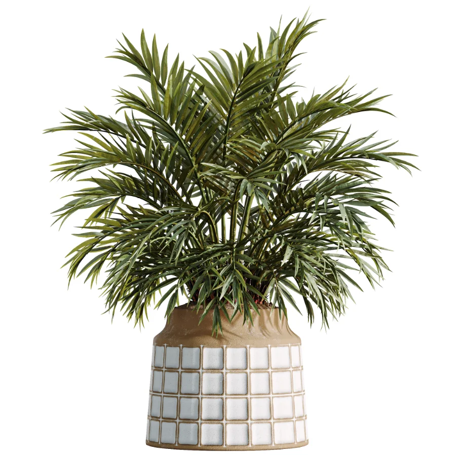 AV Indoor Plants Set 509 Licuala Palm Olive Ficus Binnendijkii Drupifera Areca Palm Image 1
