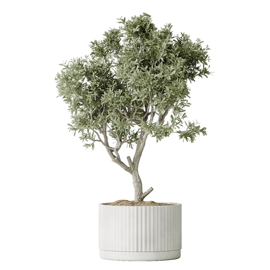 AV Indoor Plants Set 504 Ficus Elastica Olive Ficus lyrata Cactus Euphorbia Image 1
