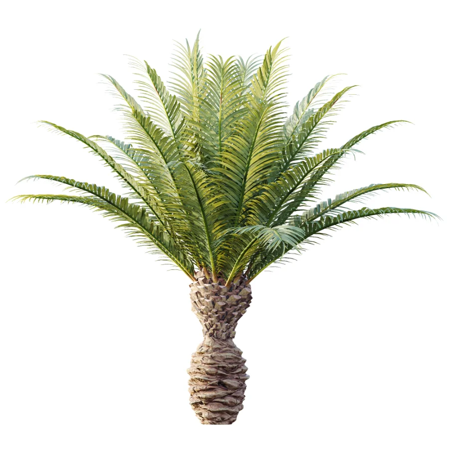 AV Plant Phoenix Canariensis Palm Tree 03 Image 3