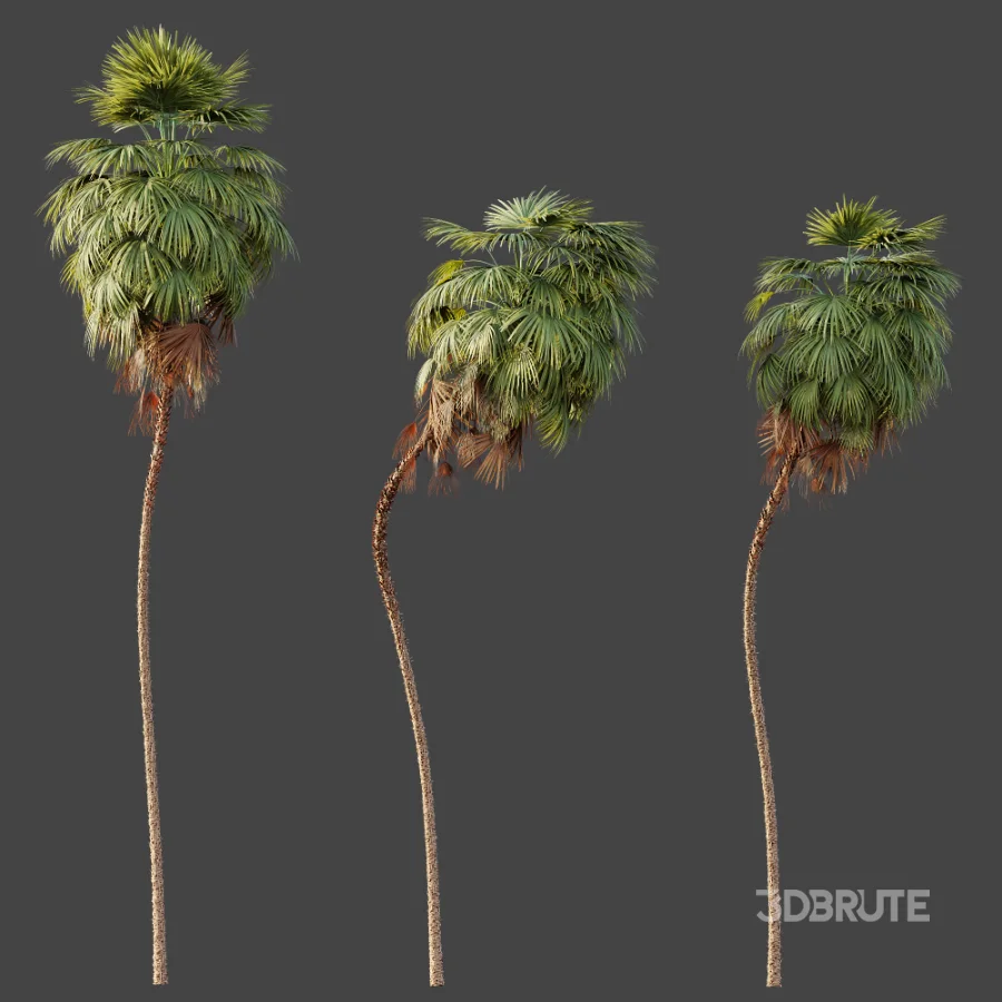 AV Plant Washingtonia Robusta 6 Palm Tree 02 Image 4