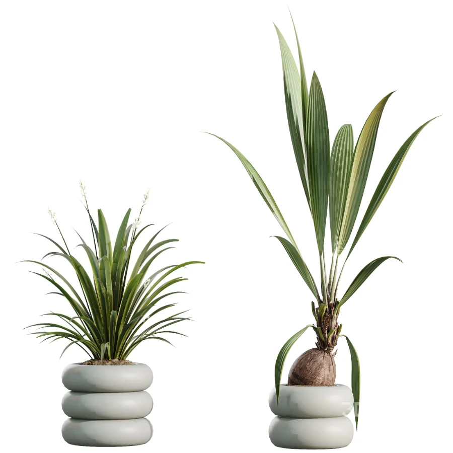 AV Indoor Plants Set 517 Ficus Coconut Palm Ficus Elastica Olive Eucalyptus Image 7