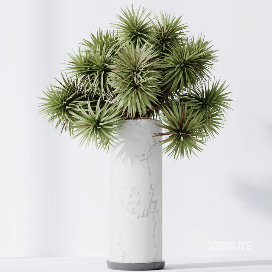 AV Indoor Plants Set 510 Yucca Briful Pachira Banana Olive Image 6