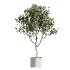 AV Indoor Plants Set 504 Ficus Elastica Olive Ficus lyrata Cactus Euphorbia - Thumbnail 5