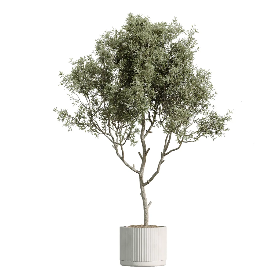 AV Indoor Plants Set 504 Ficus Elastica Olive Ficus lyrata Cactus Euphorbia Image 5