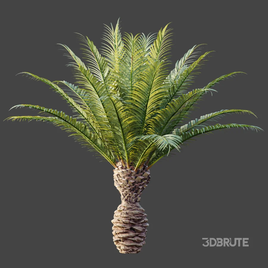 AV Plant Phoenix Canariensis Palm Tree 03 Image 5