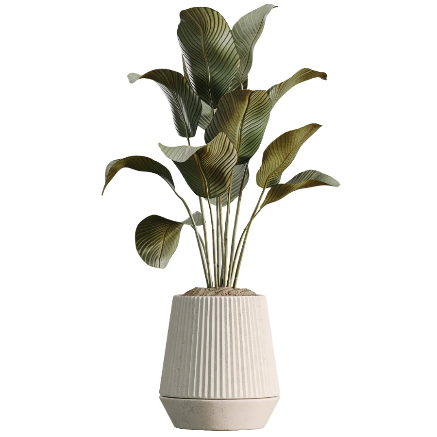 AV Indoor Plants Set514 Olive Banana Yucca Calathea Lutea Zamioculcas Zamiifolia Image 1