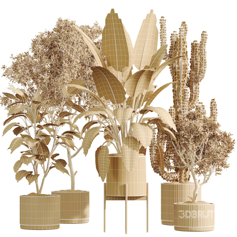 AV Indoor Plants Set 504 Ficus Elastica Olive Ficus lyrata Cactus Euphorbia Image 7