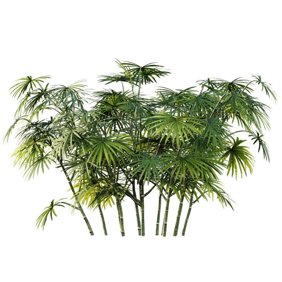 AV Plant Rhapis Excelsa Palm Bush 02 Image 2