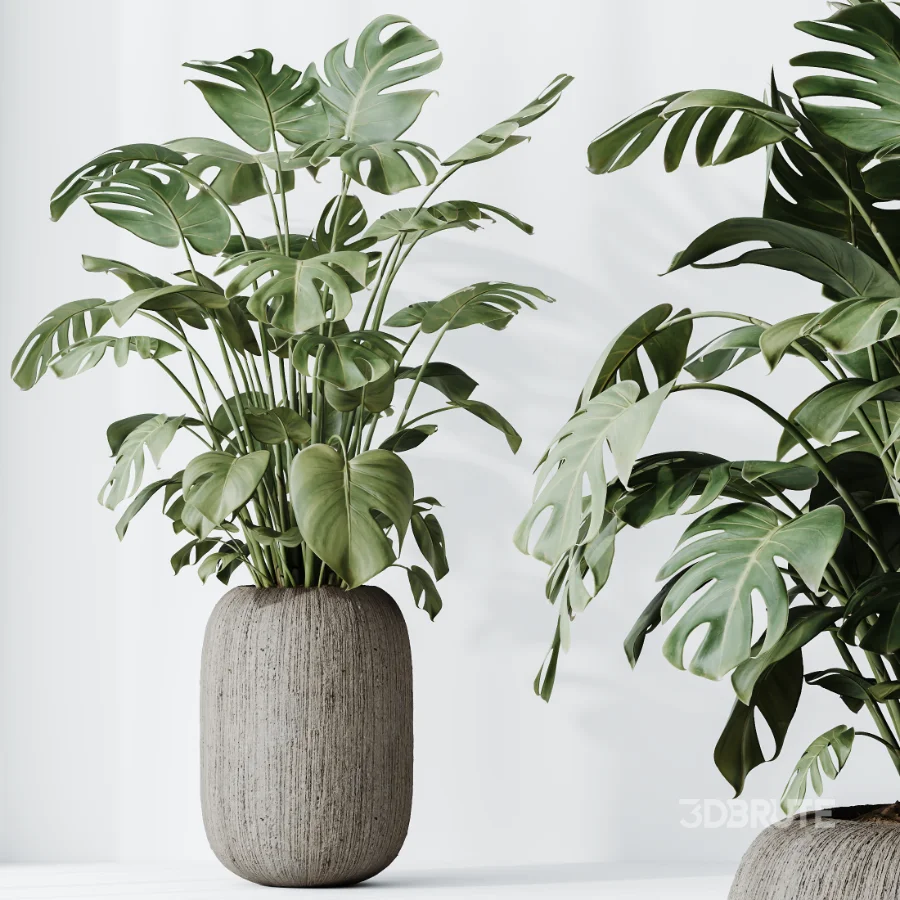 AV Indoor Plants Set 511 Olive Ficus microcarpa Rhapis Palm Giant Monstera Image 5