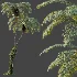 AV Plant Sphaeropteris Lepifera Palm Tree 02 - Thumbnail 3