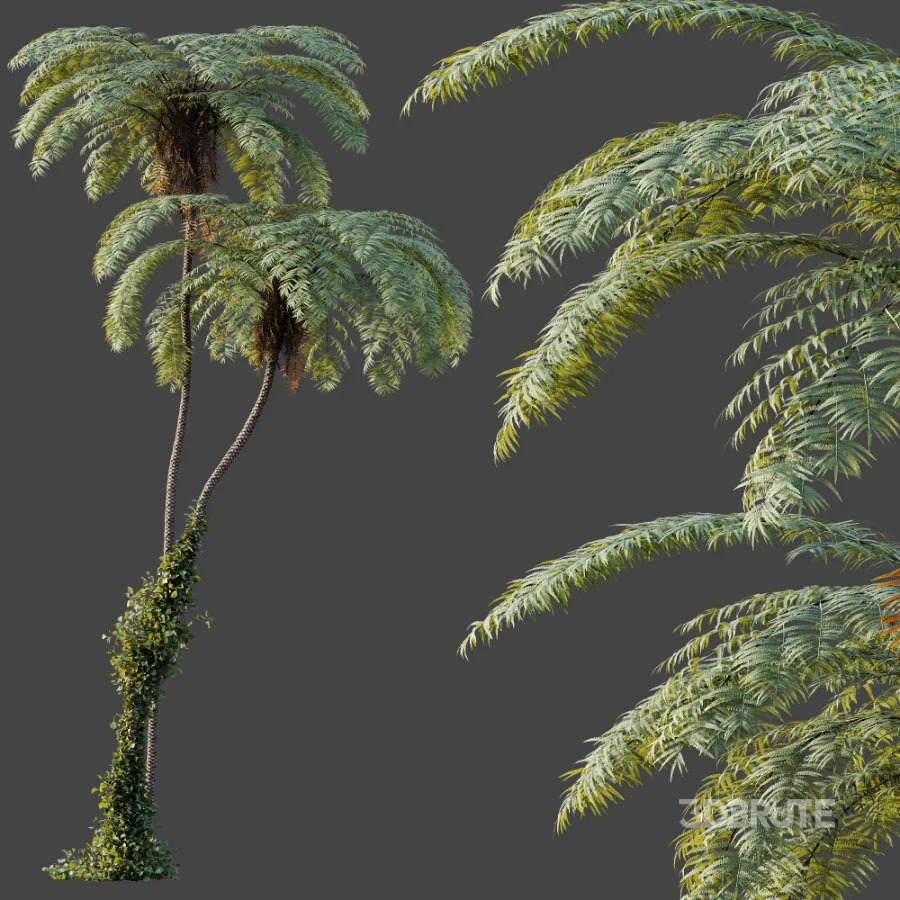 AV Plant Sphaeropteris Lepifera Palm Tree 02 Image 3