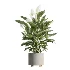AV Indoor Plants Set 506 Peace Lily Cunjevoi Briful Pachira Warneckii Alnus - Thumbnail 5