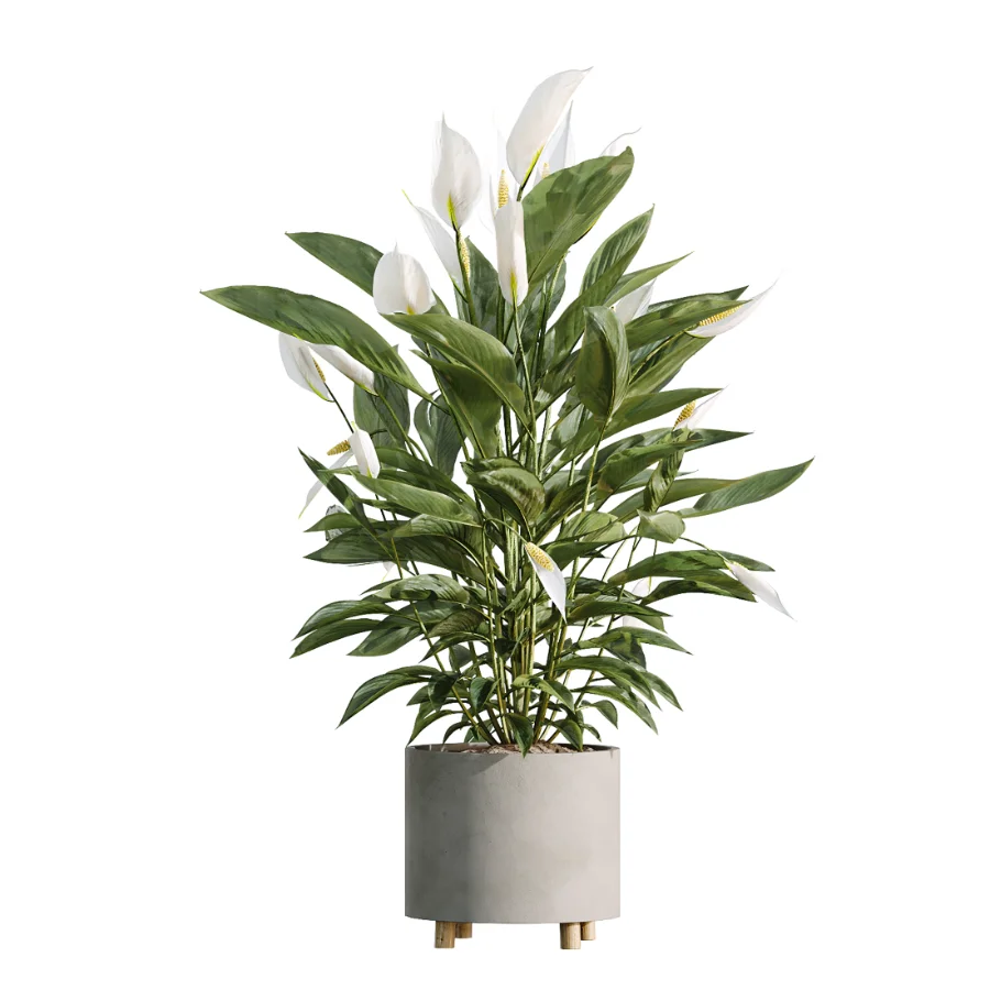 AV Indoor Plants Set 506 Peace Lily Cunjevoi Briful Pachira Warneckii Alnus Image 5